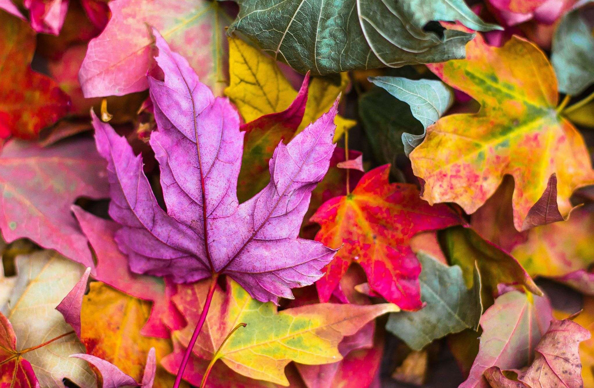 视频关键帧的实际应用场景