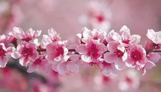 春节的由来-春节的含义