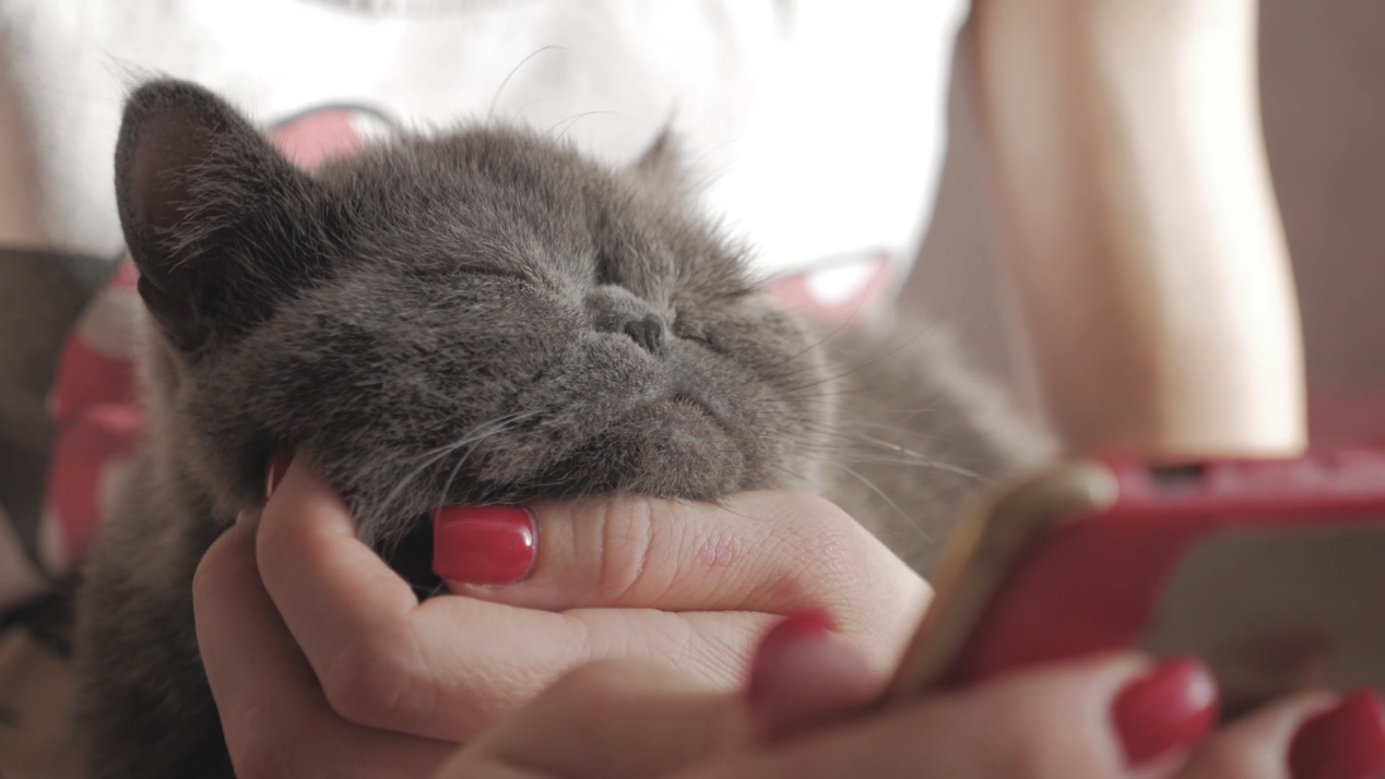 1分钟学会穿越屏幕撸小猫！云铲屎官有福啦-剪辑教程