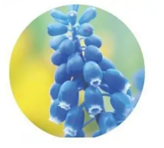 步骤三：剪切蒙版